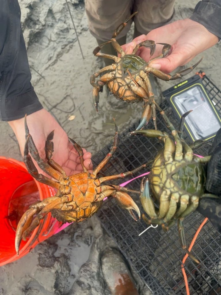 European Green Crab - PSF Marine Science Program